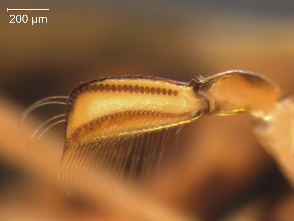 Hesperocorixa linnaei